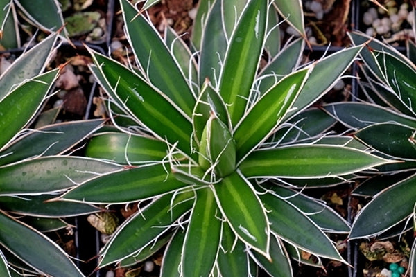 Image of Agave schidigera banded||