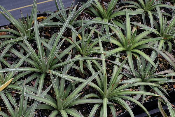 Image of Agave schottii Cochise Stronghold form||