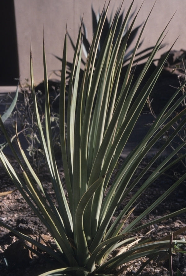 Image of Agave striata ssp. falcata|Desert Botanic Gdn, AZ|