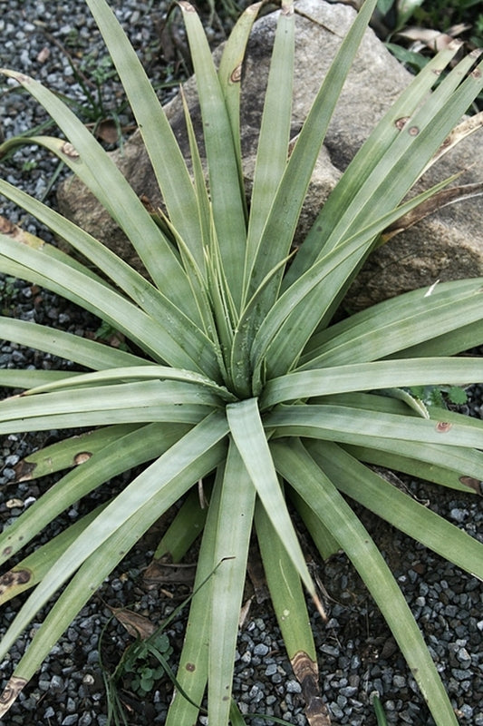 Image of Agave x striateosa 'Straight and Narrow'|Juniper Level Botanic Gdn, NC|JLBG