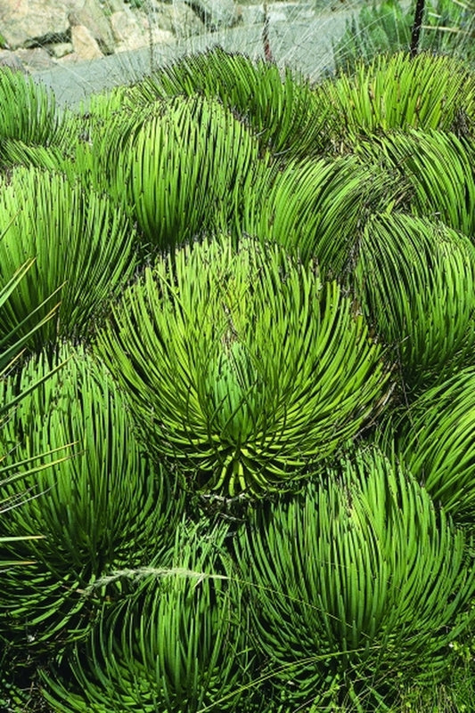 Image of Agave stricta|UC Berkeley Botanic Gdn, CA|