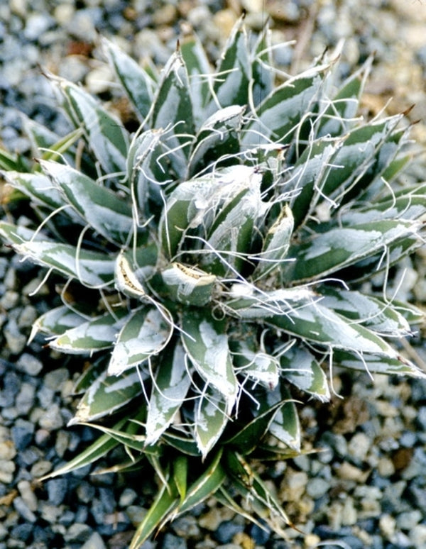 Image of Agave toumeyana ssp. bella|Juniper Level Botanic Gdn, NC|JLBG