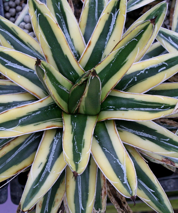 Image of Agave victoriae-reginae 'Shin Yukiyama'||