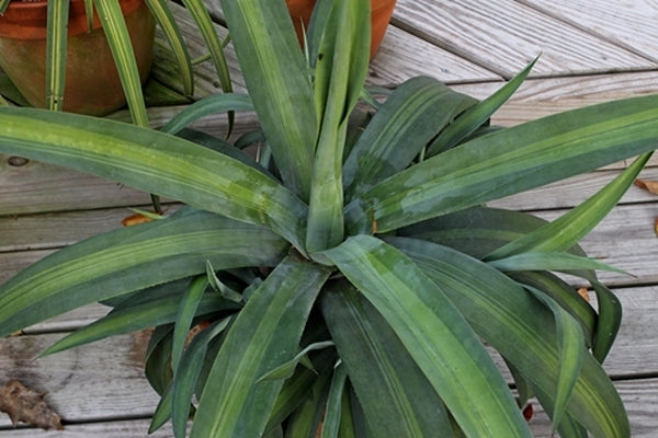 Image of Agave weberi 'LimeLight'||