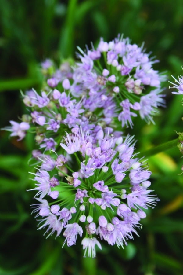 Image of Allium 'Pink Feathers'|Juniper Level Botanic Gdn, NC|JLBG