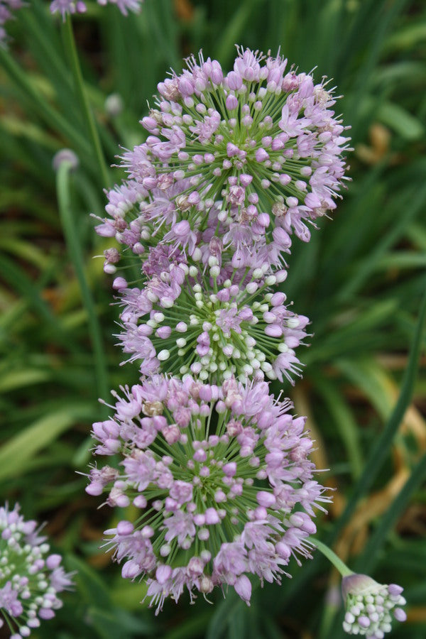 Image of Allium 'Pink Feathers'||