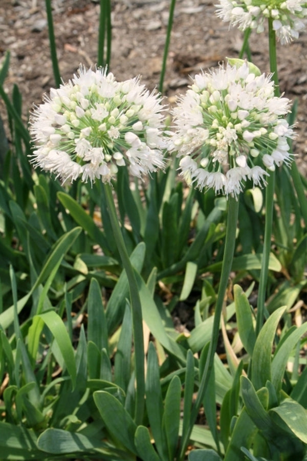 Image of Allium nutans 'Pam Harper'|Juniper Level Botanic Gdn, NC|JLBG