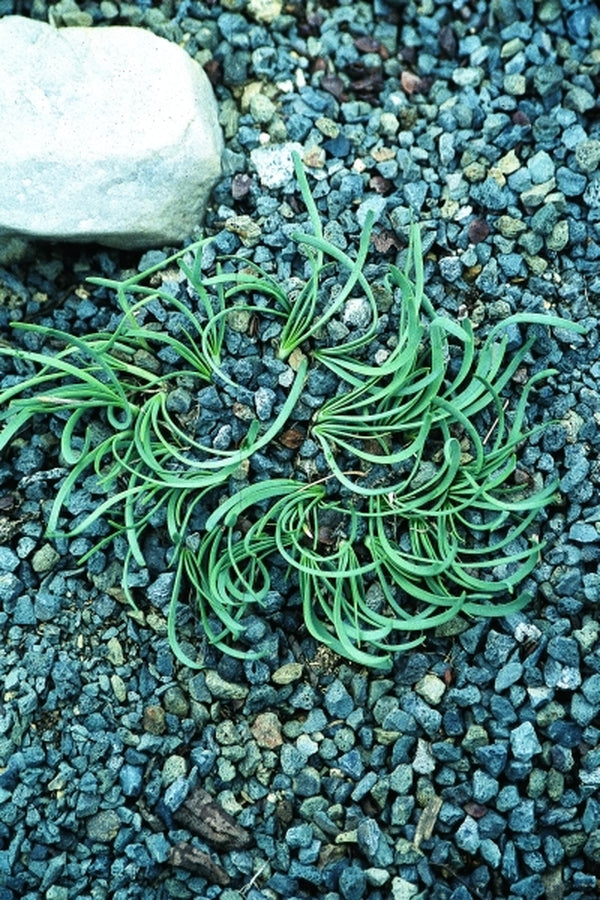 Image of Allium senescens 'Blue Eddy'|Juniper Level Botanic Gdn, NC|JLBG
