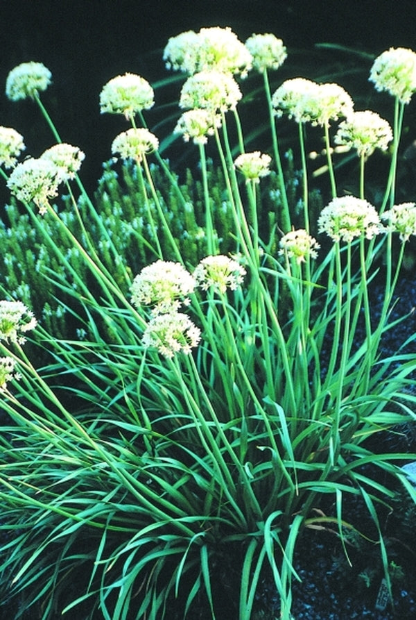 Image of Allium texanum|Juniper Level Botanic Gdn, NC|JLBG