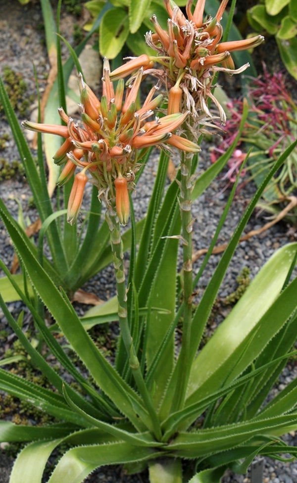 Image of Aloe boylei||