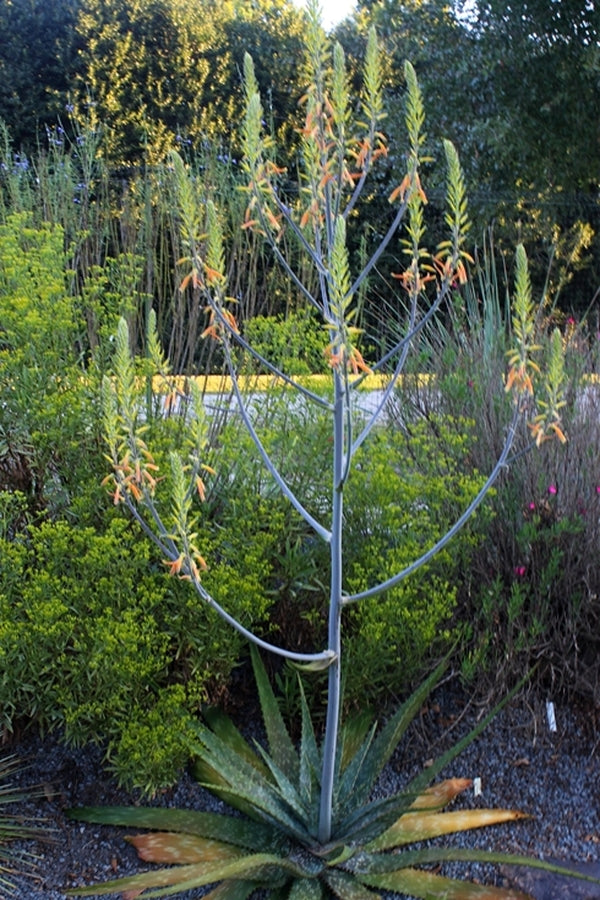 Image of Aloe fosteri||