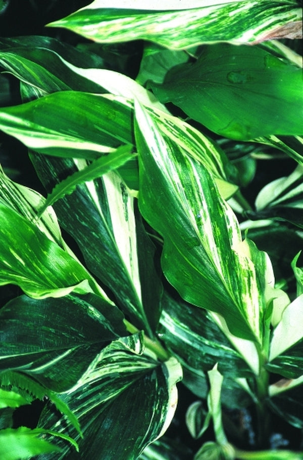 Image of Alpinia japonica 'Extra Spicy'|Juniper Level Botanic Gdn, NC|JLBG