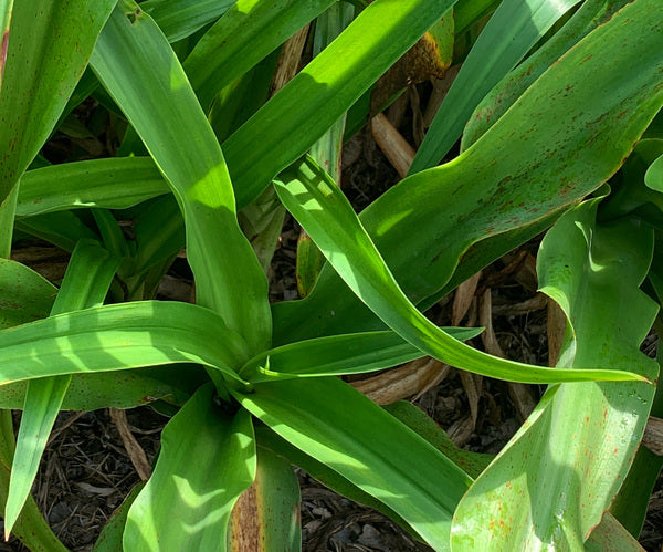 Image of Amarcrinum 'Hannibal's Pink'|Juniper Level Botanic Gdn, NC|C. Hardison