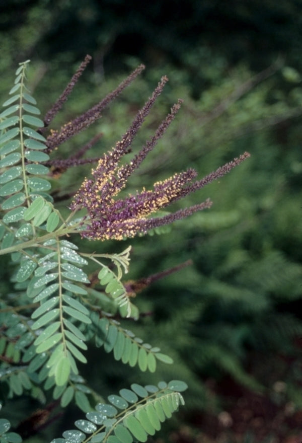 Image of Amorpha fruticosa Cochise Co., AZ|NC Botanical Gdn, NC|