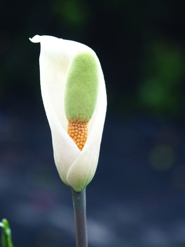 Image of Amorphophallus albispathus Blue Form|Juniper Level Botanic Gdn, NC|JLBG