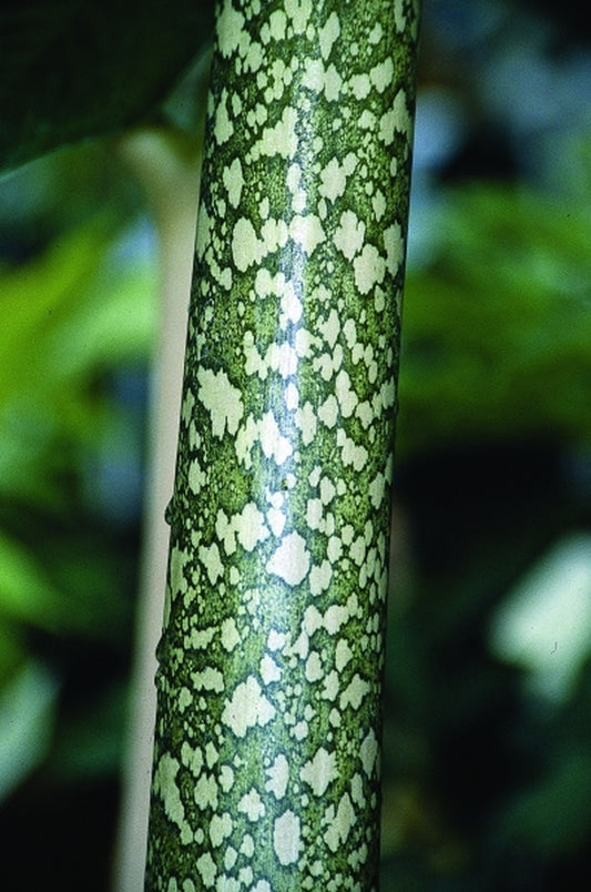 Image of Amorphophallus bulbifer 'Patches'|Juniper Level Botanic Gdn, NC|JLBG