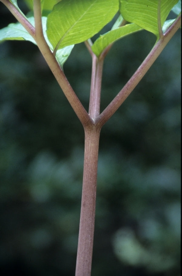Image of Amorphophallus carneus|Juniper Level Botanic Gdn, NC|JLBG