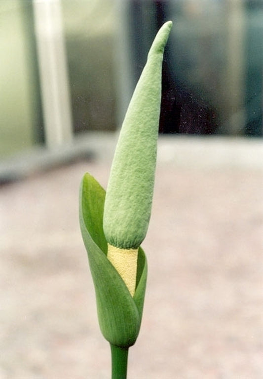 Image of Amorphophallus coaetaneus coll. #AGA-122|Holland|W. Hetterscheid