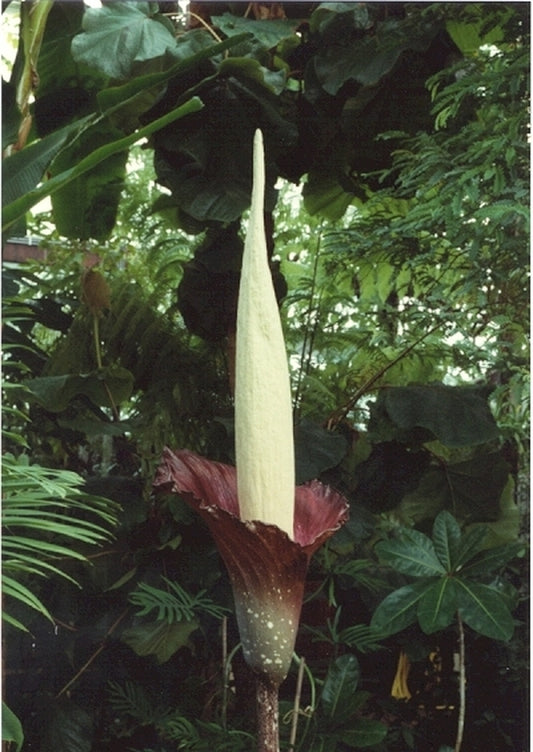 Image of Amorphophallus decus-silvae x variabilis|Holland|W. Hetterscheid