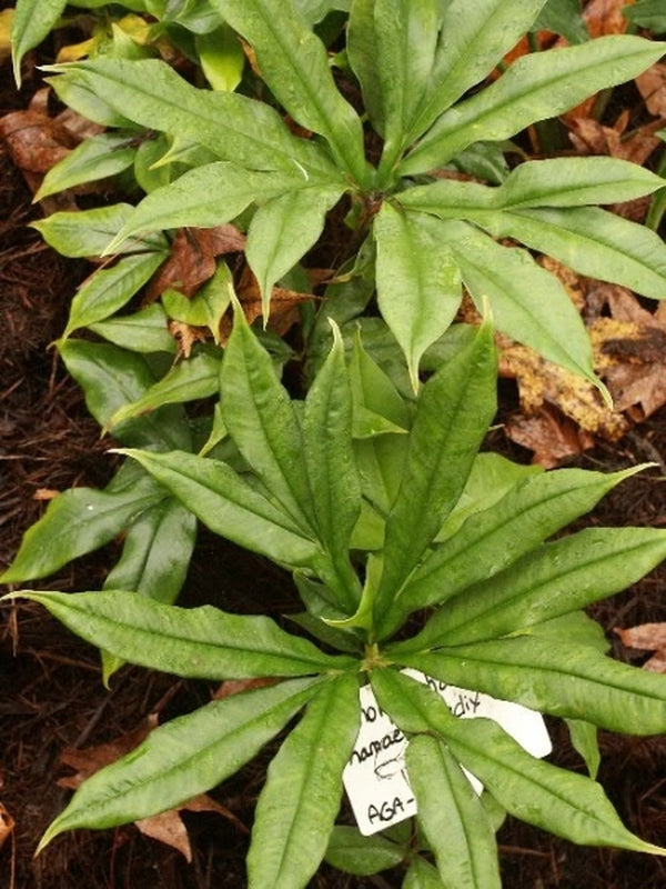 Image of Amorphophallus haematospadix|Juniper Level Botanic Gdn, NC|JLBG