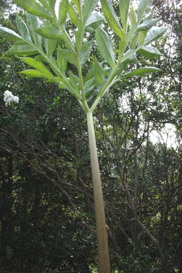 Image of Amorphophallus impressus||