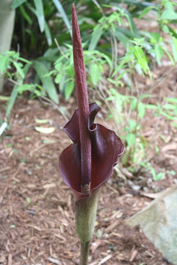 Image of Amorphophallus konjac 'Flesh Gordon'|Juniper Level Botanic Gdn, NC|JLBG