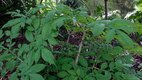 Image of Amorphophallus konjac 'Flesh Gordon'|Juniper Level Botanic Gdn, NC|JLBG