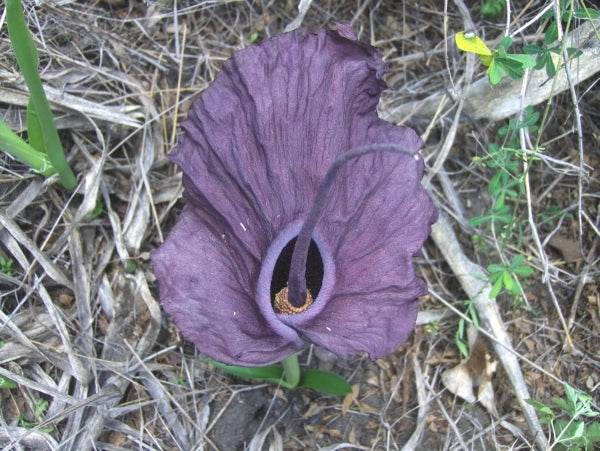 Image of Amorphophallus mossambicensis Inhajange Form|in situ Mozambique|P. Capela