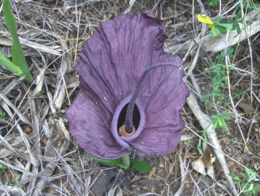 Image of Amorphophallus mossambicensis Inhajange Form|in situ Mozambique|P. Capela