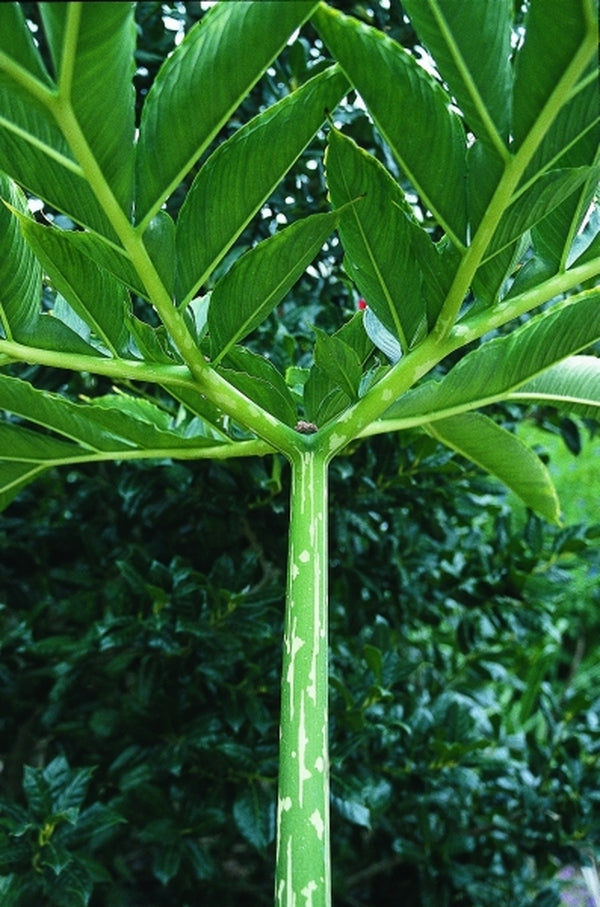 Image of Amorphophallus muelleri|Juniper Level Botanic Gdn, NC|JLBG