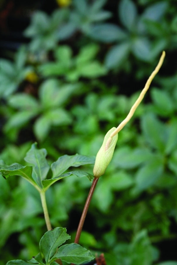Image of Amorphophallus myosuroides coll. #AGA-1756-00|Juniper Level Botanic Gdn, NC|JLBG