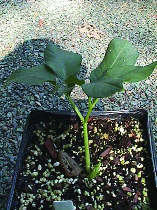 Image of Amorphophallus obscurus|A. Galloway Gdn, NC|A. Galloway