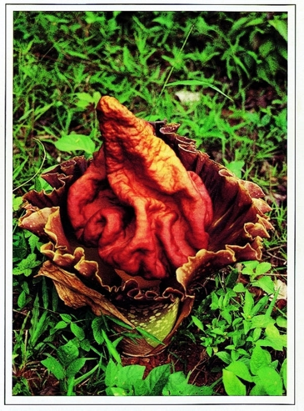 Image of Amorphophallus paeoniifolius|unknown|