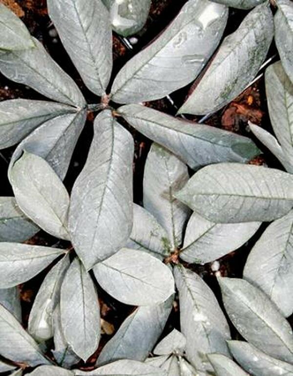 Image of Amorphophallus pygmaeus 'Pewter Pan'|Juniper Level Botanic Gdn, NC|JLBG