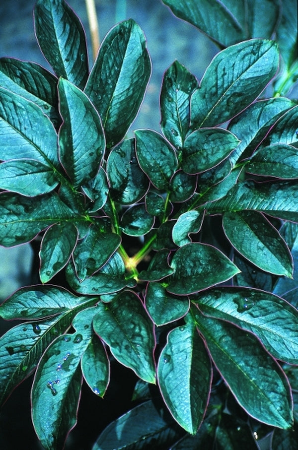 Image of Amorphophallus saururus|Juniper Level Botanic Gdn, NC|JLBG