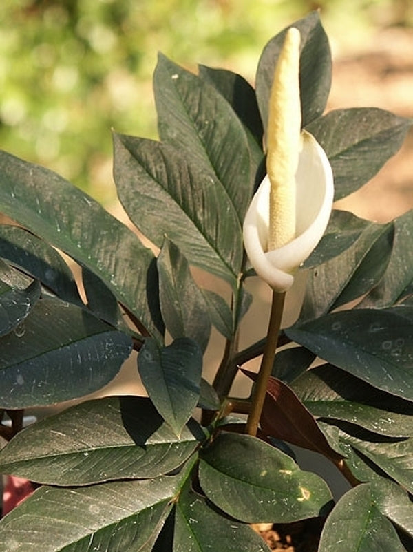 Image of Amorphophallus sizemoreae|Juniper Level Botanic Gdn, NC|JLBG