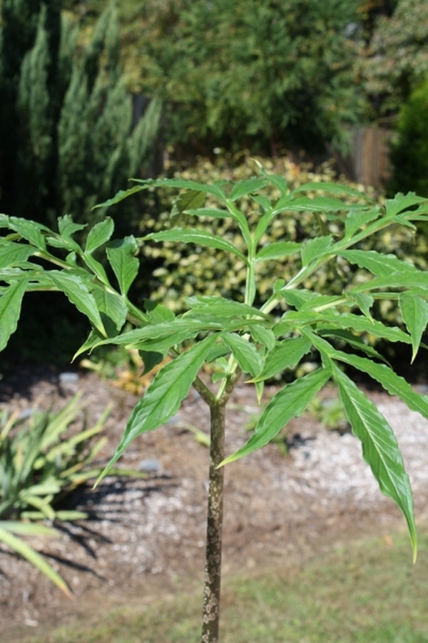 Image of Amorphophallus sylvaticus AGA-1498-01|A. Galloway Gdn, NC|