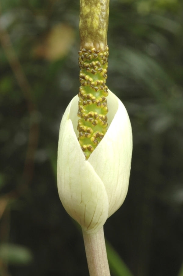 Image of Amorphophallus sylvaticus AGA-1498-01|Holland|W. Hetterscheid