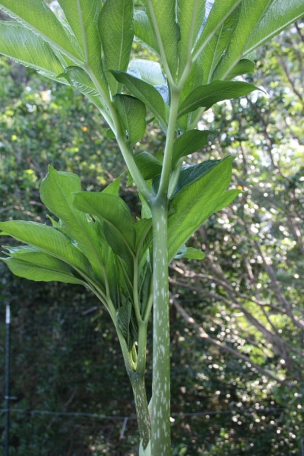 Image of Amorphophallus symonianus PDN #4|Juniper Level Botanic Gdn, NC|JLBG