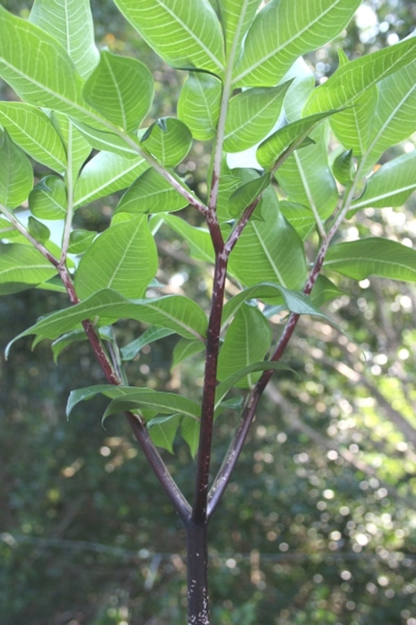 Image of Amorphophallus tenuispadix 'Cabernet'|Juniper Level Botanic Gdn, NC|JLBG