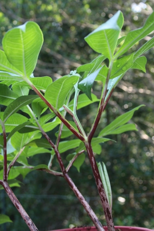 Image of Amorphophallus tenuispadix 'Marooney'|Juniper Level Botanic Gdn, NC|JLBG