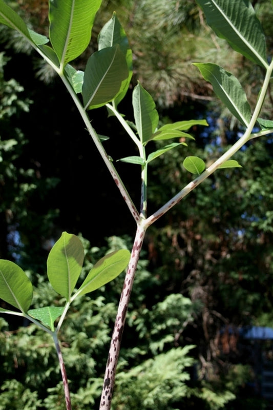 Image of Amorphophallus tenuispadix PDN #3|Juniper Level Botanic Gdn, NC|JLBG