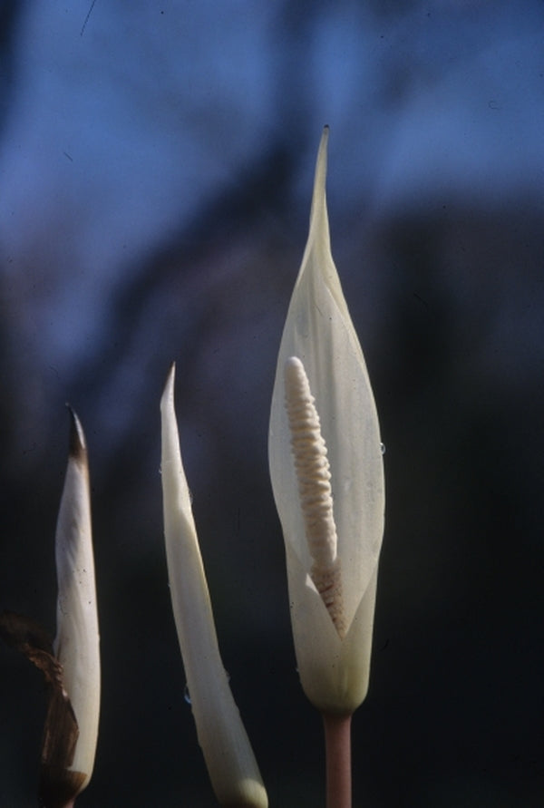 Image of Amorphophallus verticillatus PDN #1|Juniper Level Botanic Gdn, NC|JLBG