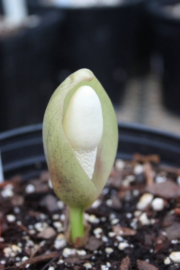 Image of Amorphophallus yuloensis|A. Galloway Gdn, NC|