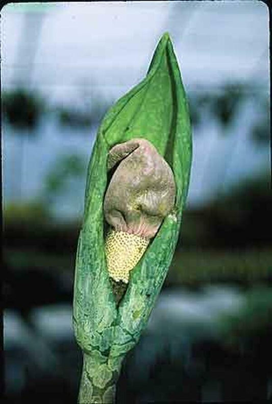 Image of Amorphophallus yunnanensis|Juniper Level Botanic Gdn, NC|JLBG