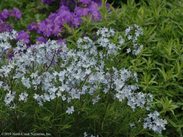 Image of Amsonia ciliata 'Spring Sky'|North Creek Nurseries, PA|North Creek Nurseries