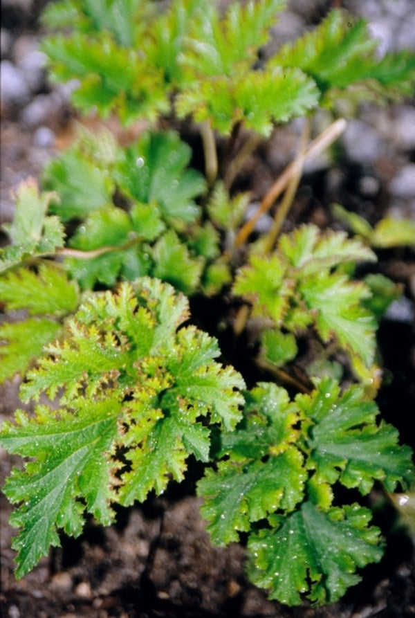 Image of Anemone hupehensis 'Crispa'|Juniper Level Botanic Gdn, NC|JLBG