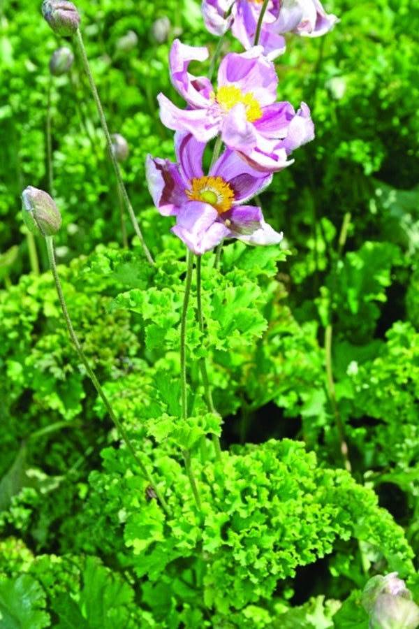 Image of Anemone hupehensis 'Crispa'|Juniper Level Botanic Gdn, NC|JLBG