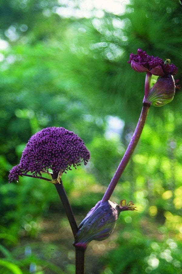 Image of Angelica gigas coll. #A1K-050|Juniper Level Botanic Gdn, NC|JLBG