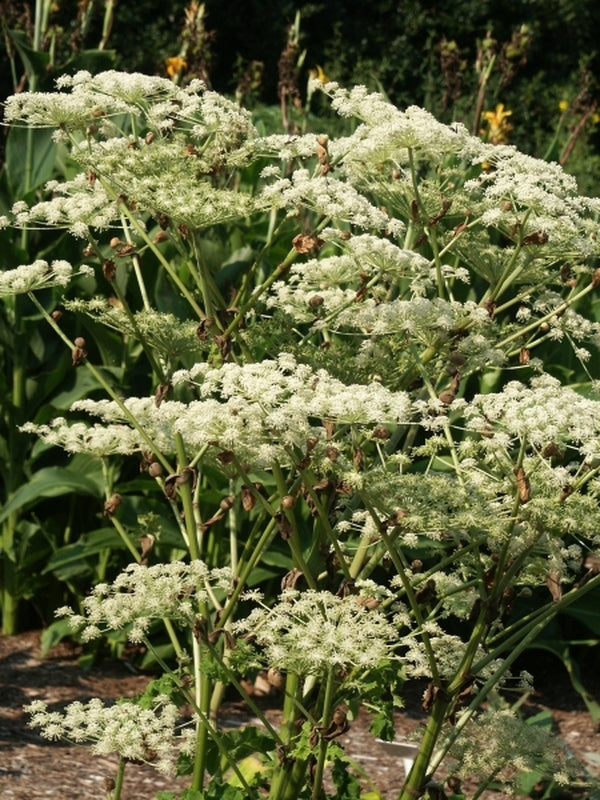 Image of Angelica japonicataken at Juniper Level Botanic Gdn, NC by JLBG